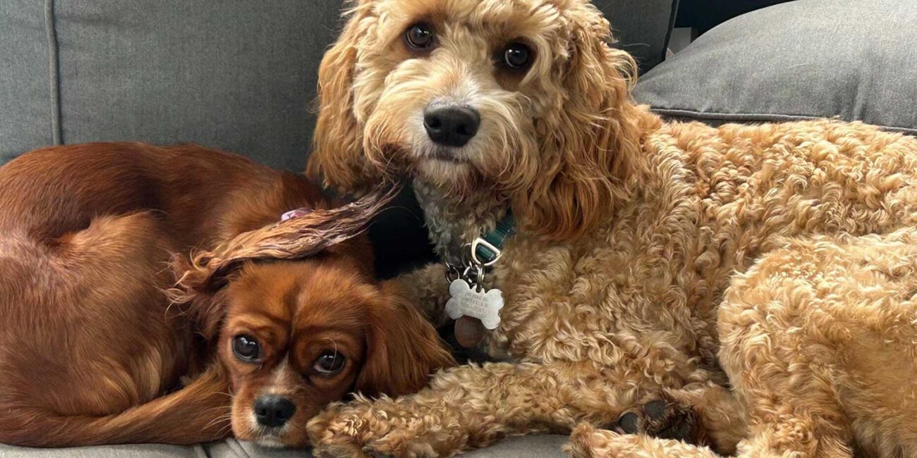 LGCY Story for pets